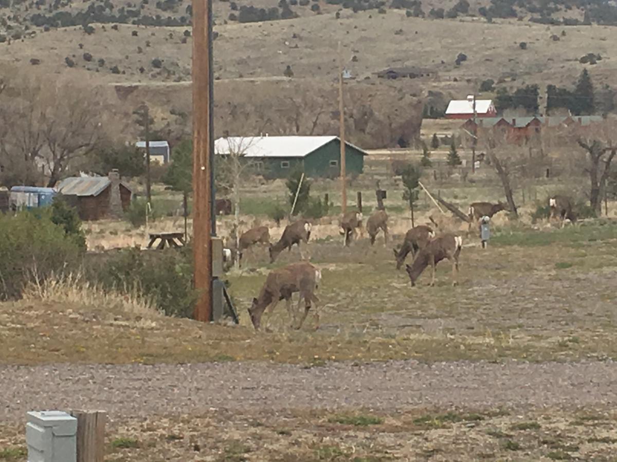 South Fork Lodge & Rv Park Colorado Εξωτερικό φωτογραφία